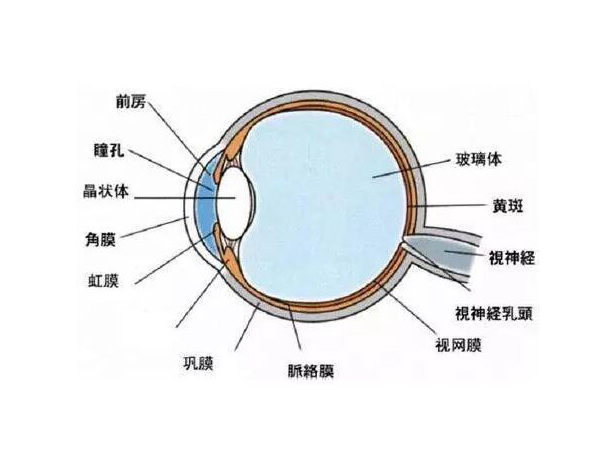 視力防控：真、假近視的原因及預防