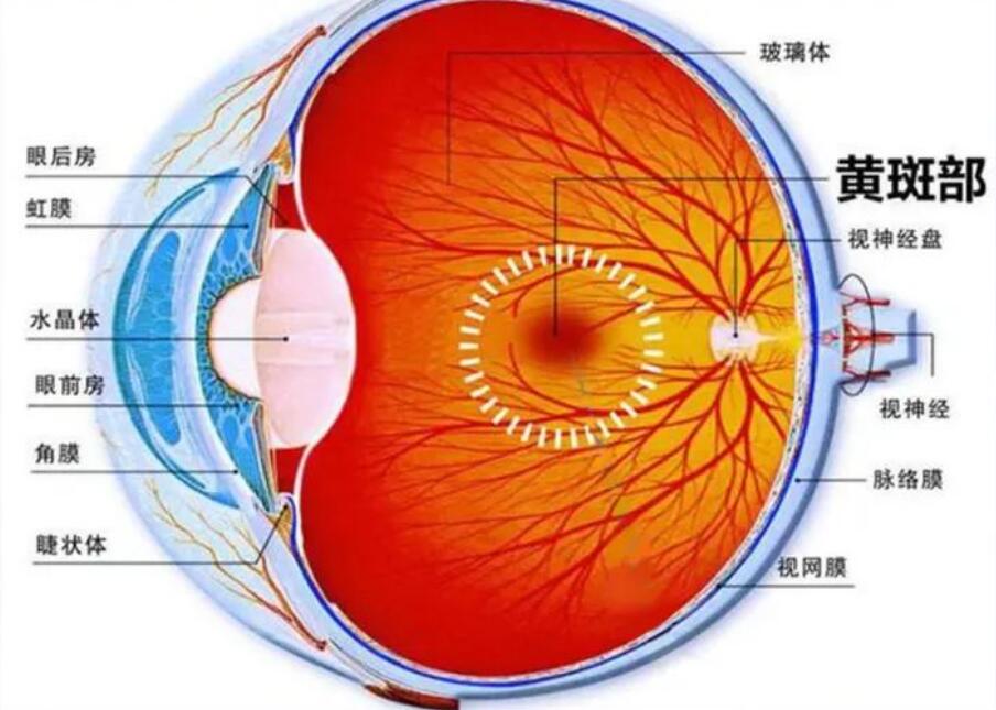 【科普】什么是原發(fā)性視網膜色素變性